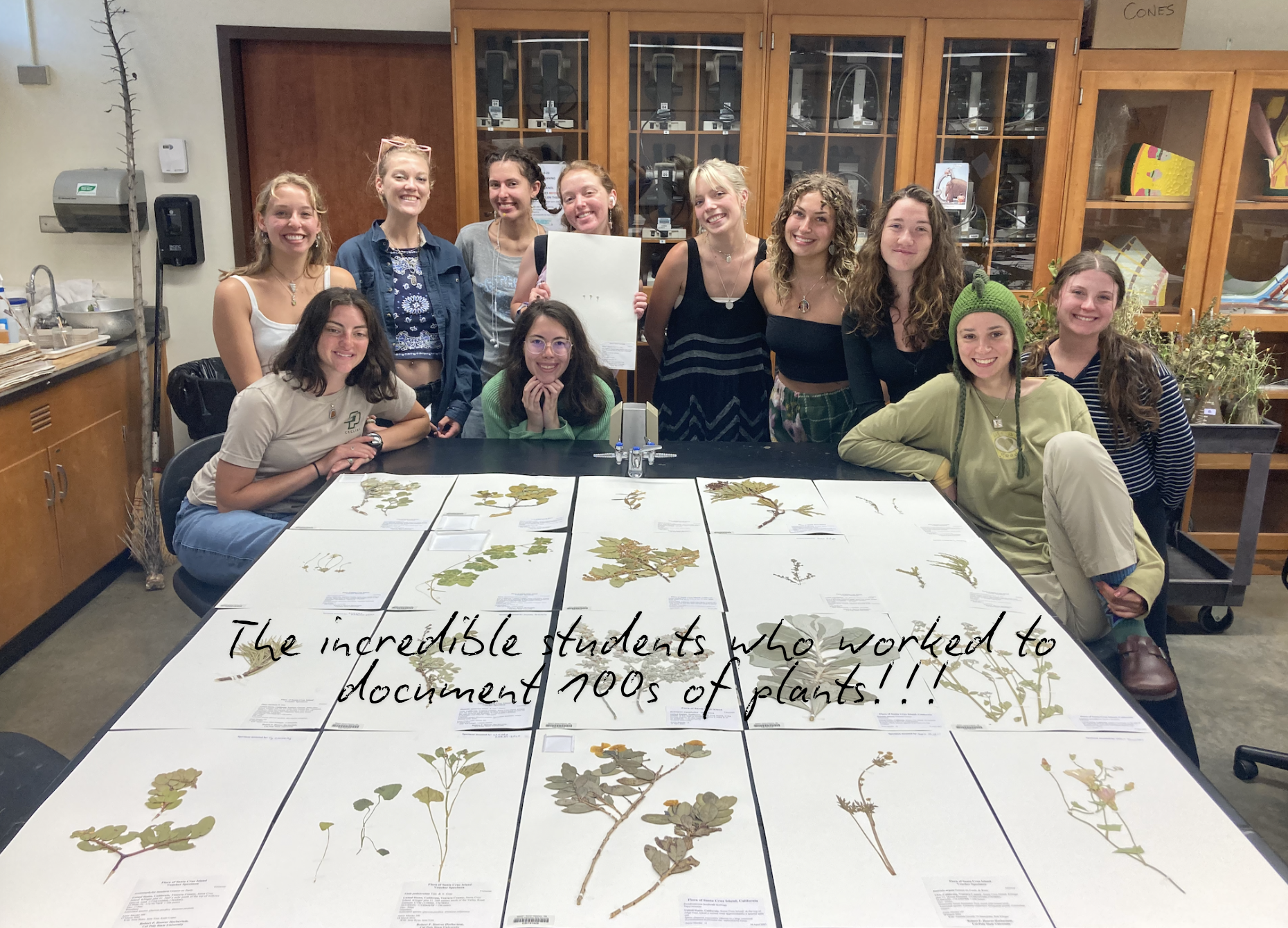 BIO 400 students documenting herbarium plant specimens