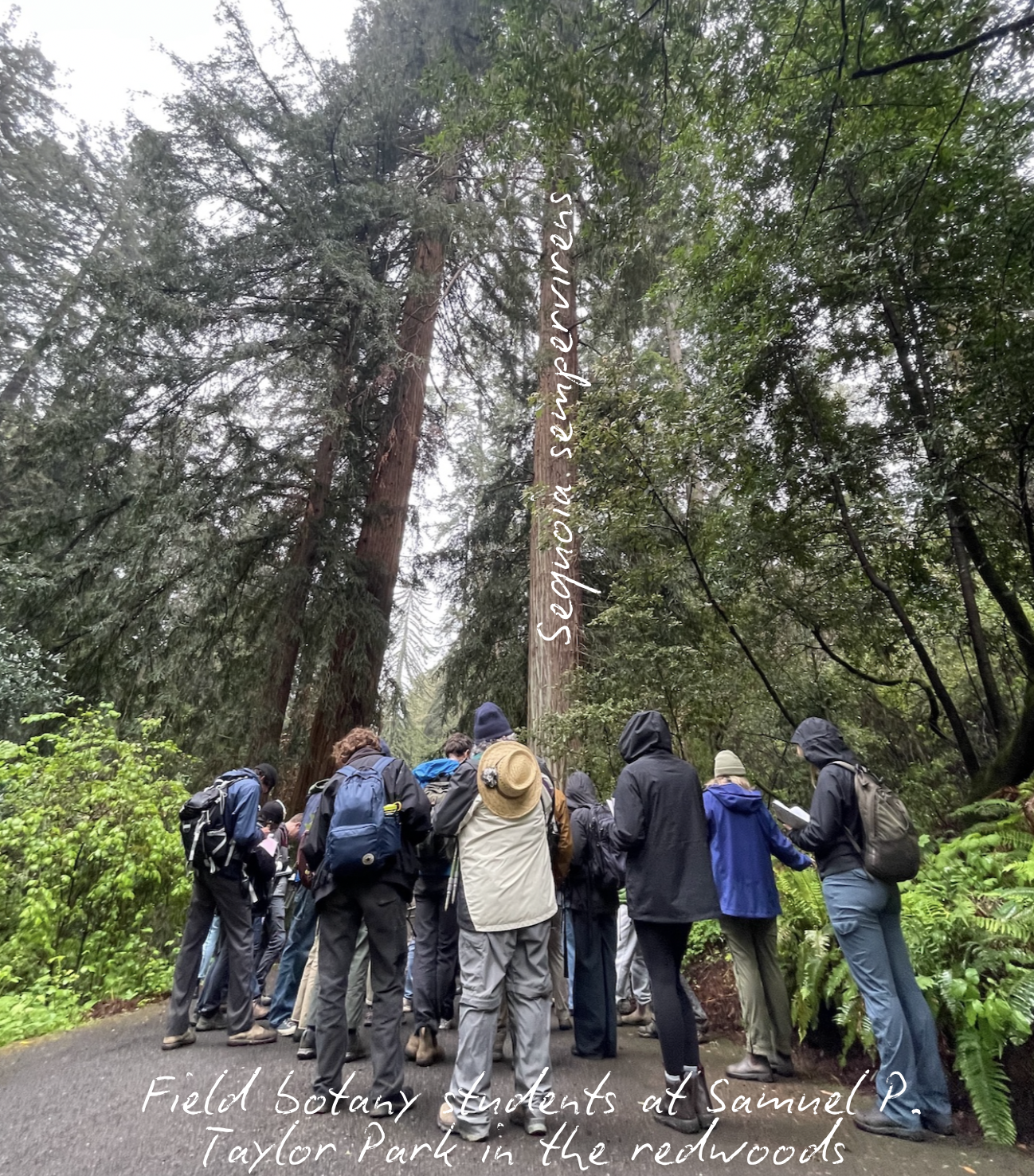 Field Botany students in the redwoods at Samuel P. Taylor Park