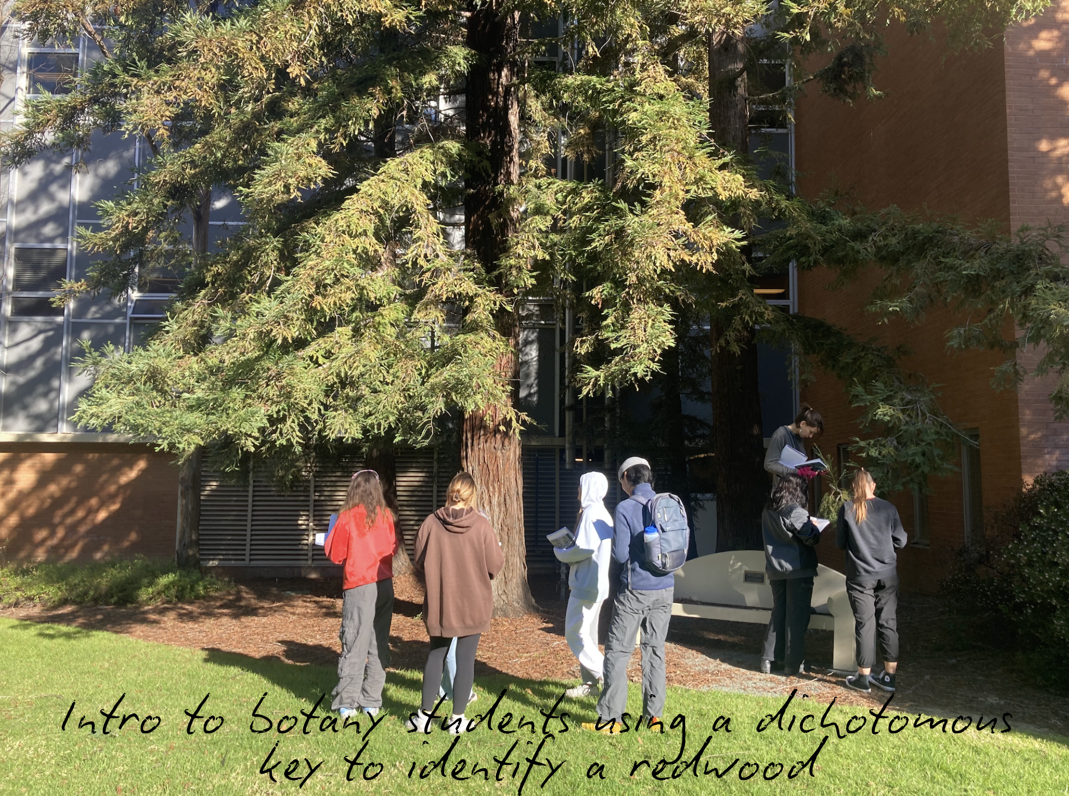 BOT 121 students using a dichotomous key to identify a redwood