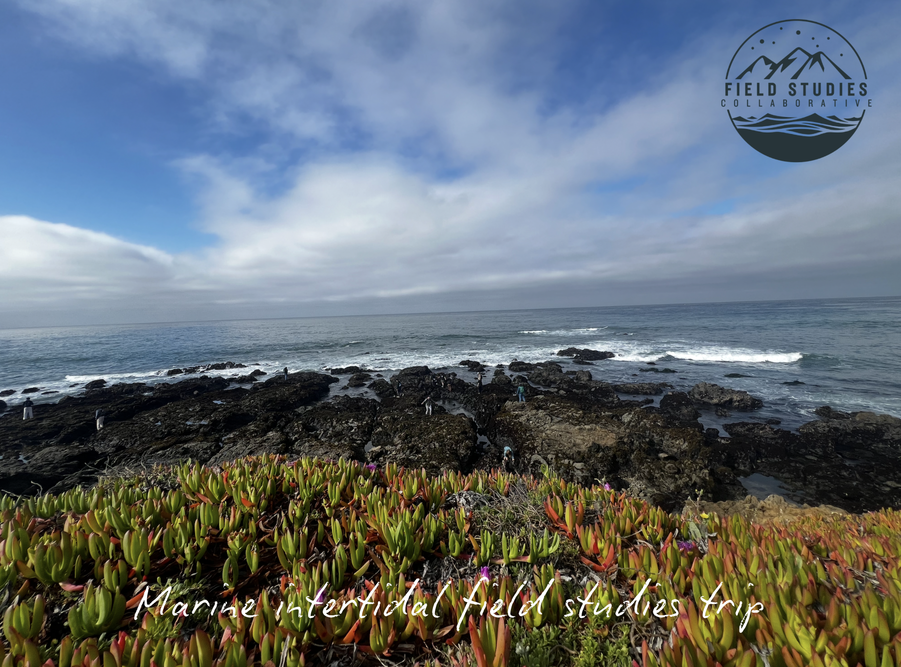 Marine intertidal field studies trip at the coast