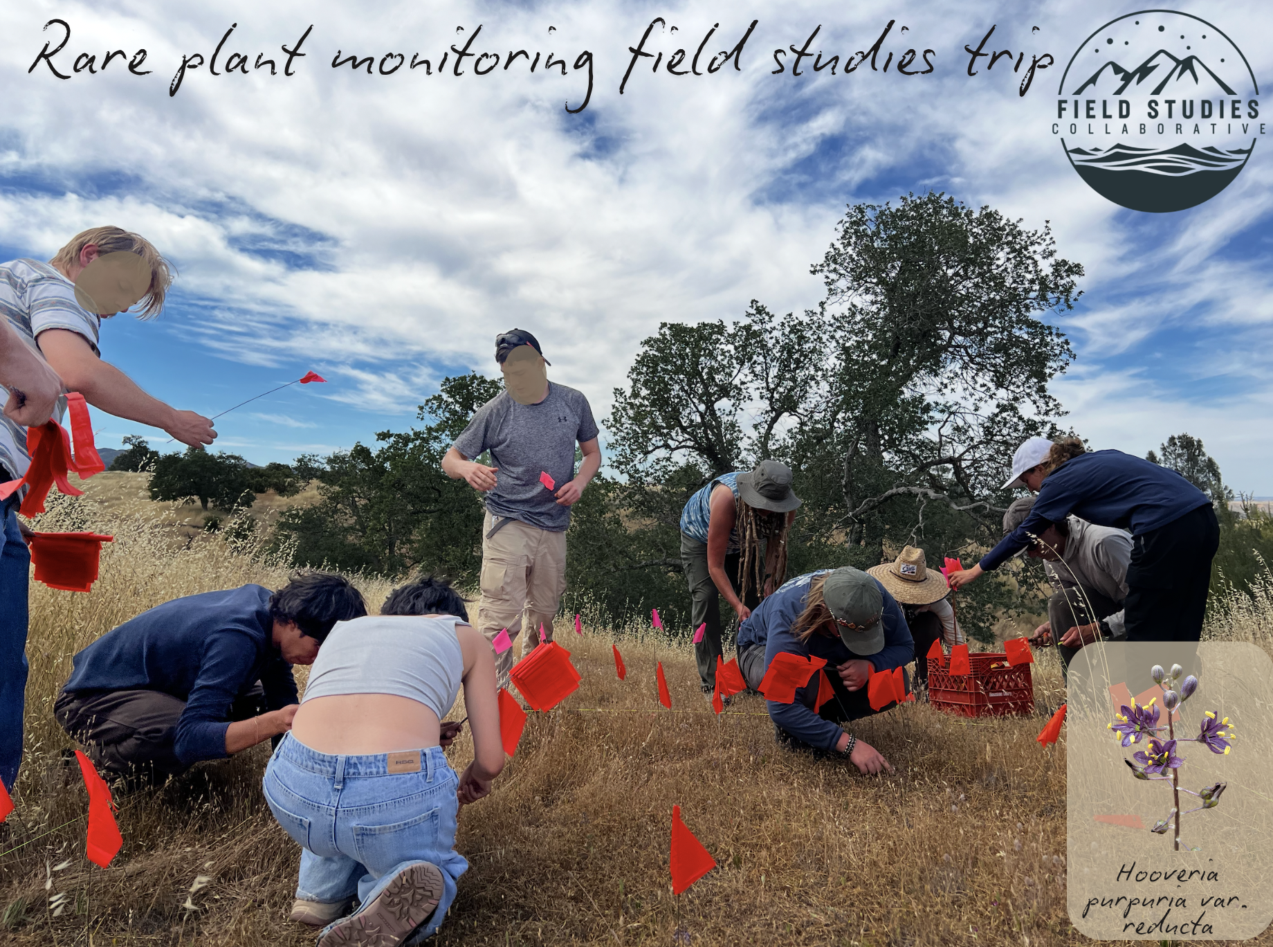 Students conducting rare plant monitoring during a field studies trip